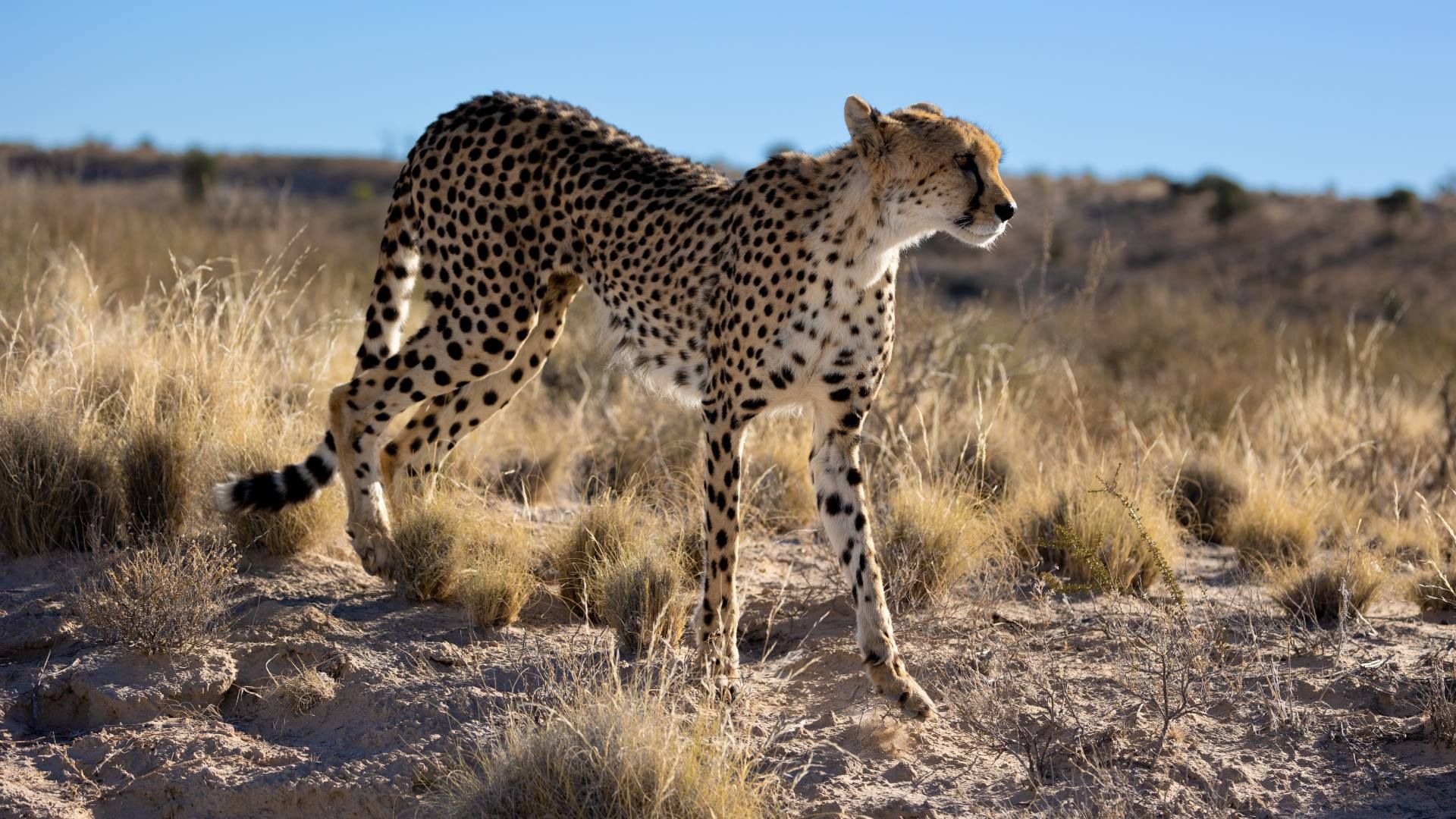 Trésors d'Afrique du Sud, Chutes Victoria & Parc de Chobe 13J/ 10N Limité à 10 personnes - 2027 pas cher photo 9