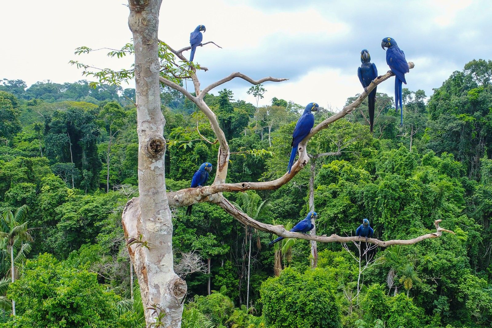 Merveilles du Brésil et Amazonie - 14J/11N - Limité à 16 pers. - 2027 pas cher photo 13