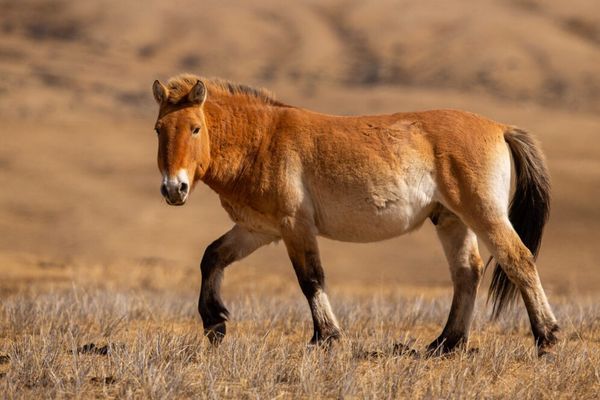 Circuit Chine et Mongolie, de l'Empire du Milieu aux Steppes Nomades - Vols Flex pas cher photo 21