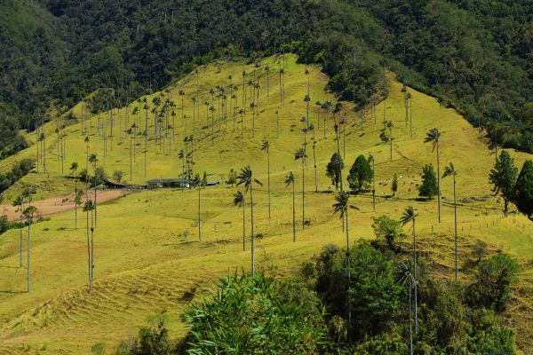 Circuit Les Incontournables de la Colombie en Privatif - Vols Flex pas cher photo 5