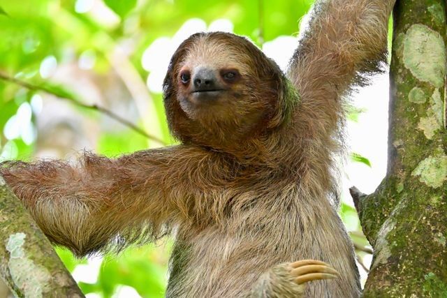 Splendeurs du Costa Rica - 13J/11N - Limité à 14 pers. - 2027 pas cher photo 2