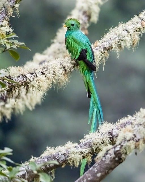 Splendeurs du Costa Rica - 13J/11N - Limité à 14 pers. - 2027 pas cher photo 5