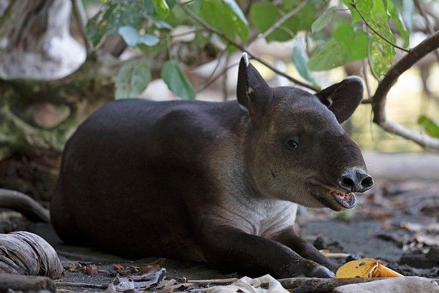 Splendeurs du Costa Rica - 13J/11N - Limité à 14 pers. - 2027 pas cher photo 6