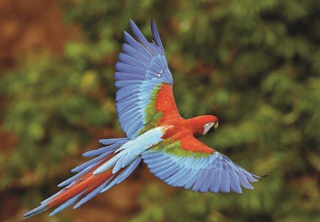 Splendeurs du Costa Rica - 13J/11N - Limité à 14 pers. - 2027 pas cher photo 9