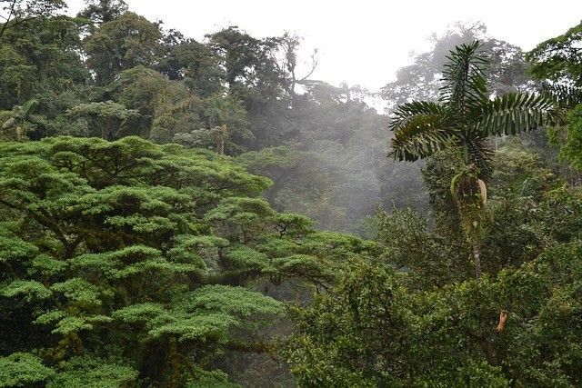 Splendeurs du Costa Rica - 13J/11N - Limité à 14 pers. - 2027 pas cher photo 11