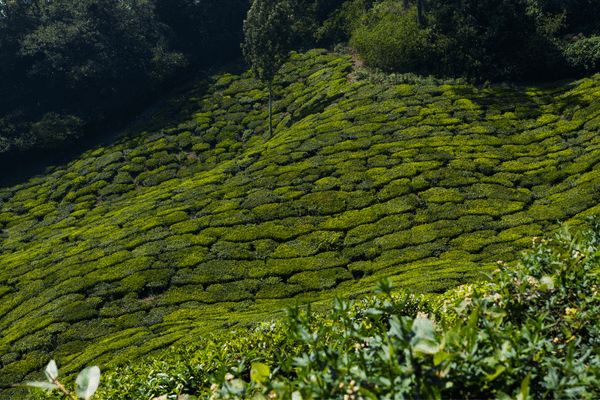 Circuit Merveilles du Kerala en Privatif - Vols Flex pas cher photo 2