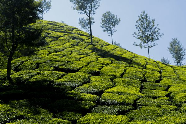 Circuit Merveilles du Kerala en Privatif - Vols Flex pas cher photo 3