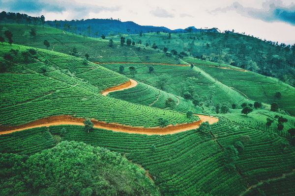Circuit Merveilles du Kerala en Privatif - Vols Flex pas cher photo 4