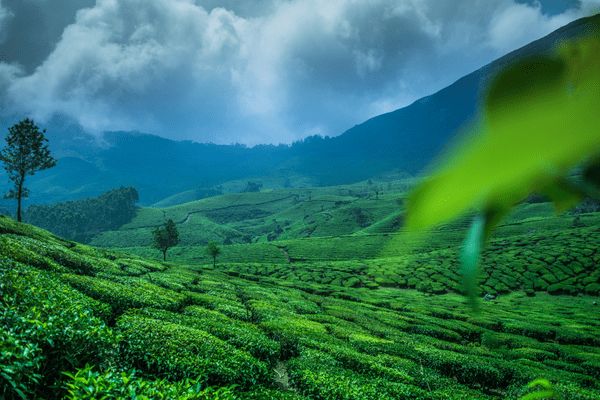 Circuit Merveilles du Kerala en Privatif - Vols Flex pas cher photo 5