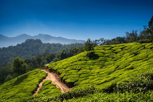 Circuit Merveilles du Kerala en Privatif - Vols Flex pas cher photo 7