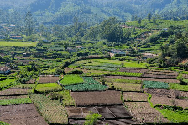 Circuit Merveilles du Kerala en Privatif - Vols Flex pas cher photo 27
