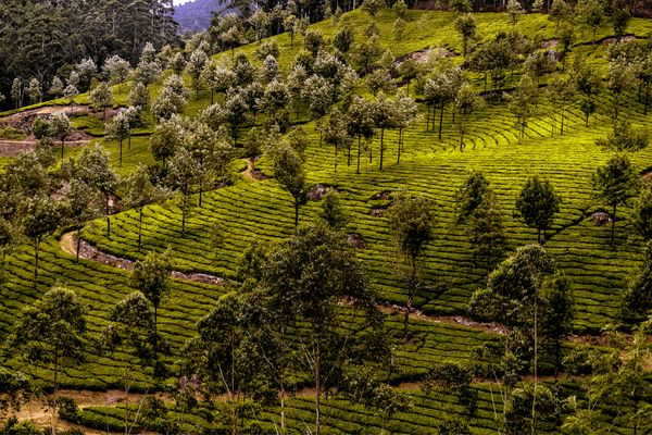 Circuit Merveilles du Kerala en Privatif - Vols Flex pas cher photo 35