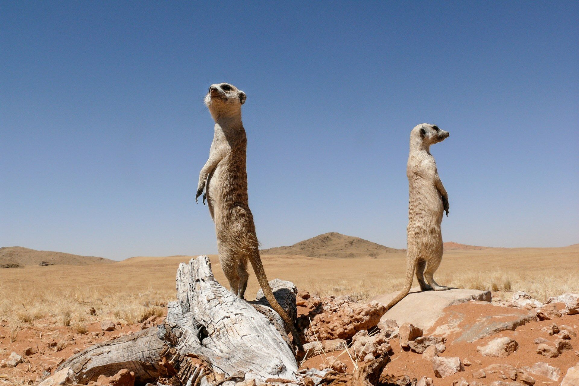 Découverte de la Namibie 12J/9N - Limité à 22 pers - 2027 pas cher photo 2