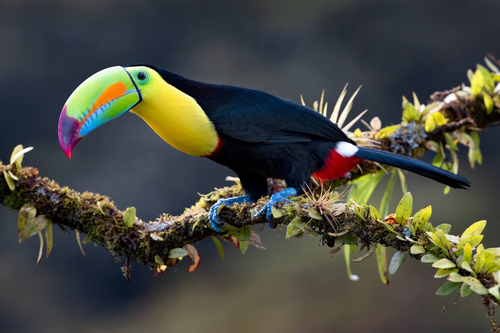 Hola Costa Rica en privatif - 11J/9N pas cher photo 5