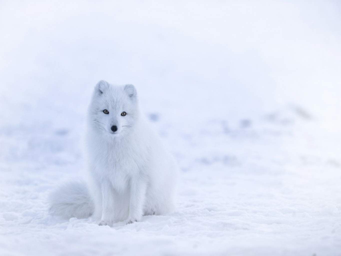 Circuit à la recherche du Père Noël en famille pas cher photo 4