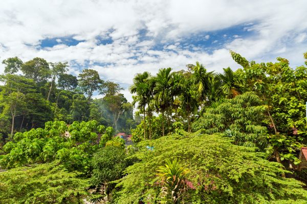 Circuit De la Jungle de Sumatra aux Temples de Bali - Vols Flex pas cher photo 20