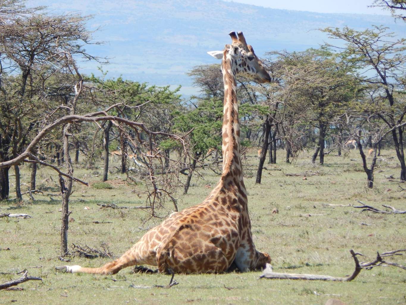 Mon Safari Privé Du Masaï Mara aux Plages de Watamu 3* pas cher photo 6
