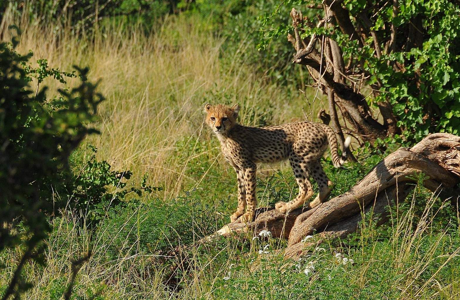 Mon Safari Privé Du Masaï Mara aux Plages de Watamu 3* pas cher photo 13