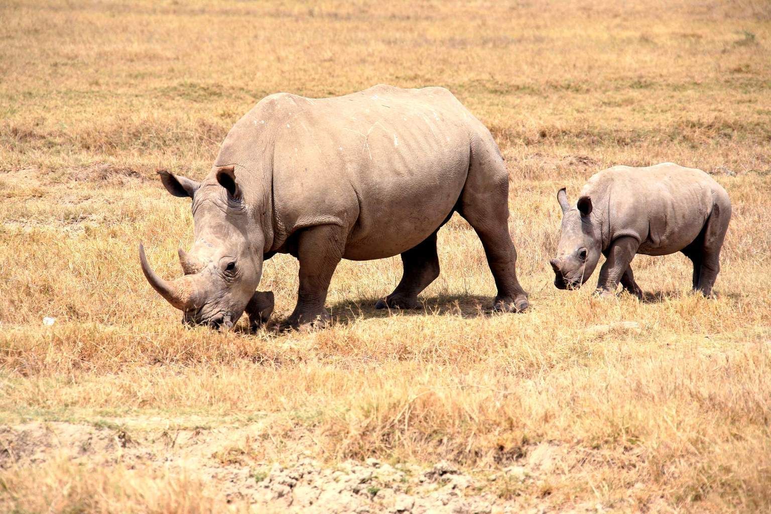 Mon Safari Privé Horizons Kenyans 4* pas cher photo 7