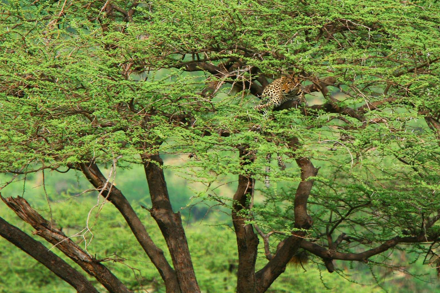 Mon Safari Privé Horizons Kenyans 4* pas cher photo 8