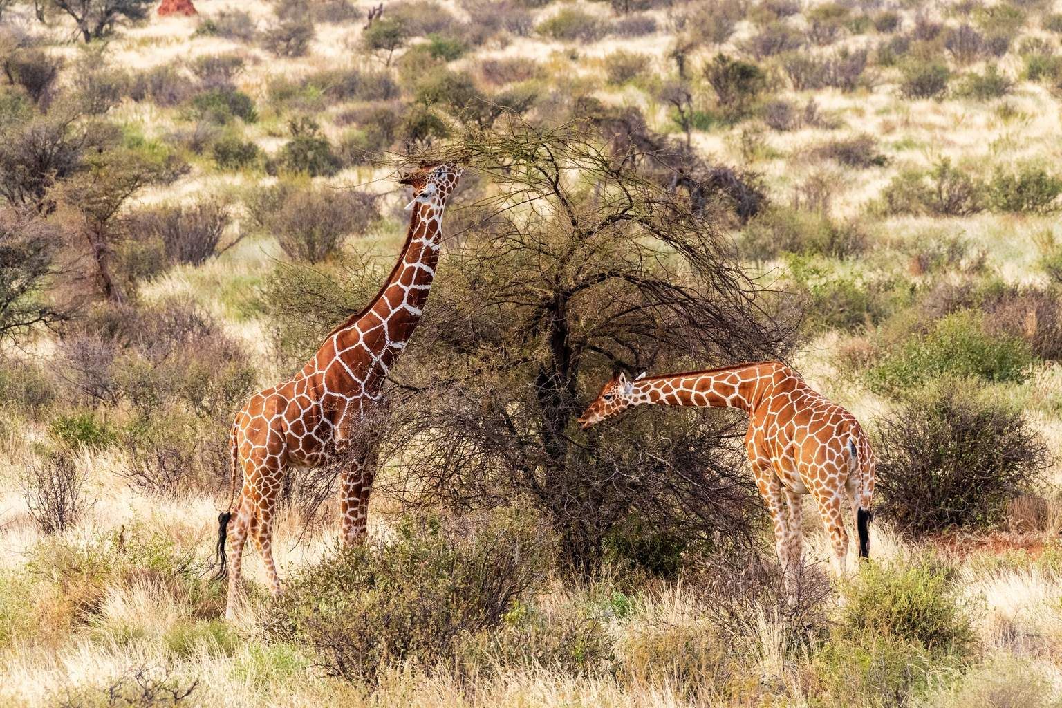 Mon Safari Privé Horizons Kenyans 4* pas cher photo 16