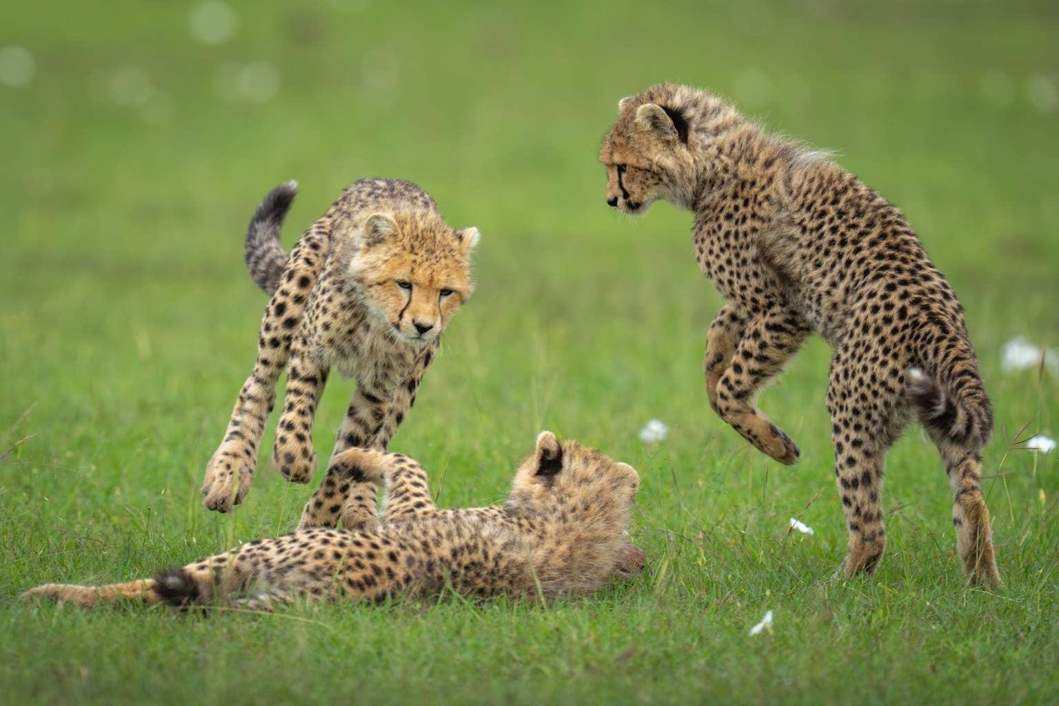 Mon Safari Privé Horizons Kenyans 4* pas cher photo 17
