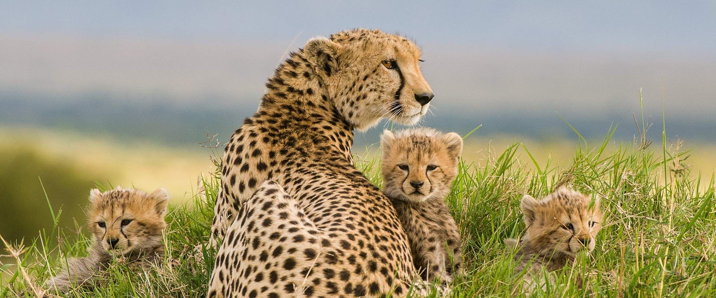 Mon Safari Privé Horizons Kenyans 4* pas cher photo 19