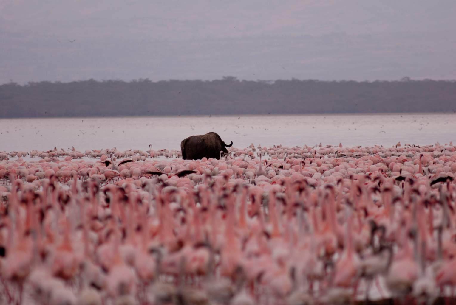 Mon Safari Privé Horizons Kenyans 4* pas cher photo 22