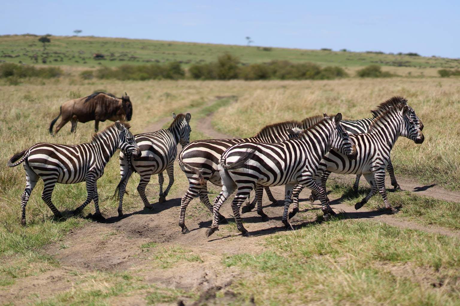 Mon Safari Privé Le Kenya Autrement pas cher photo 2