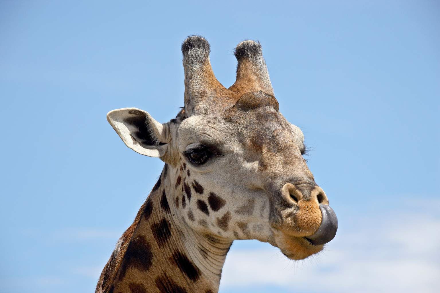 Mon Safari Privé Le Kenya Autrement pas cher photo 3