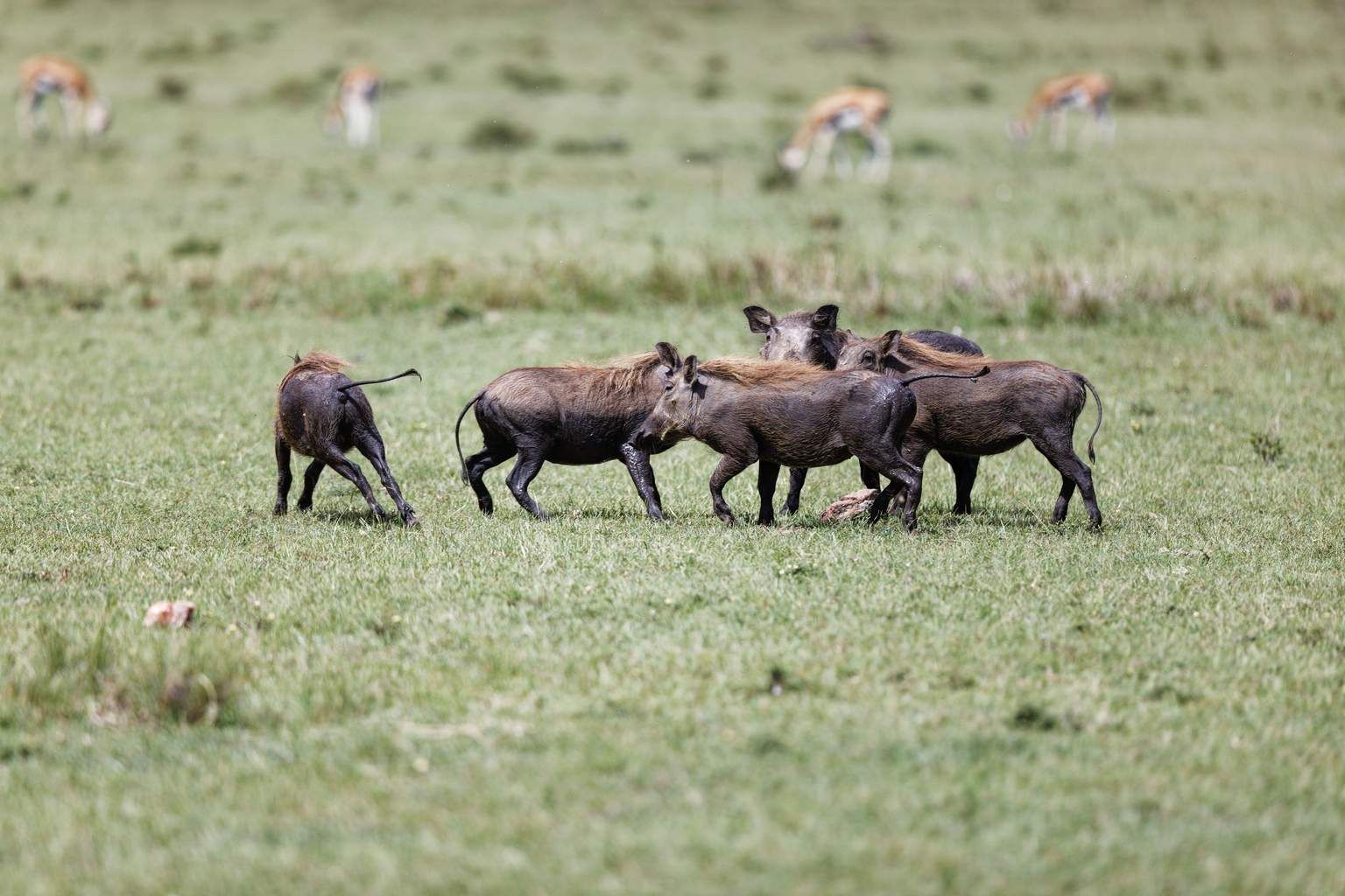 Mon Safari Privé Le Kenya Autrement pas cher photo 5