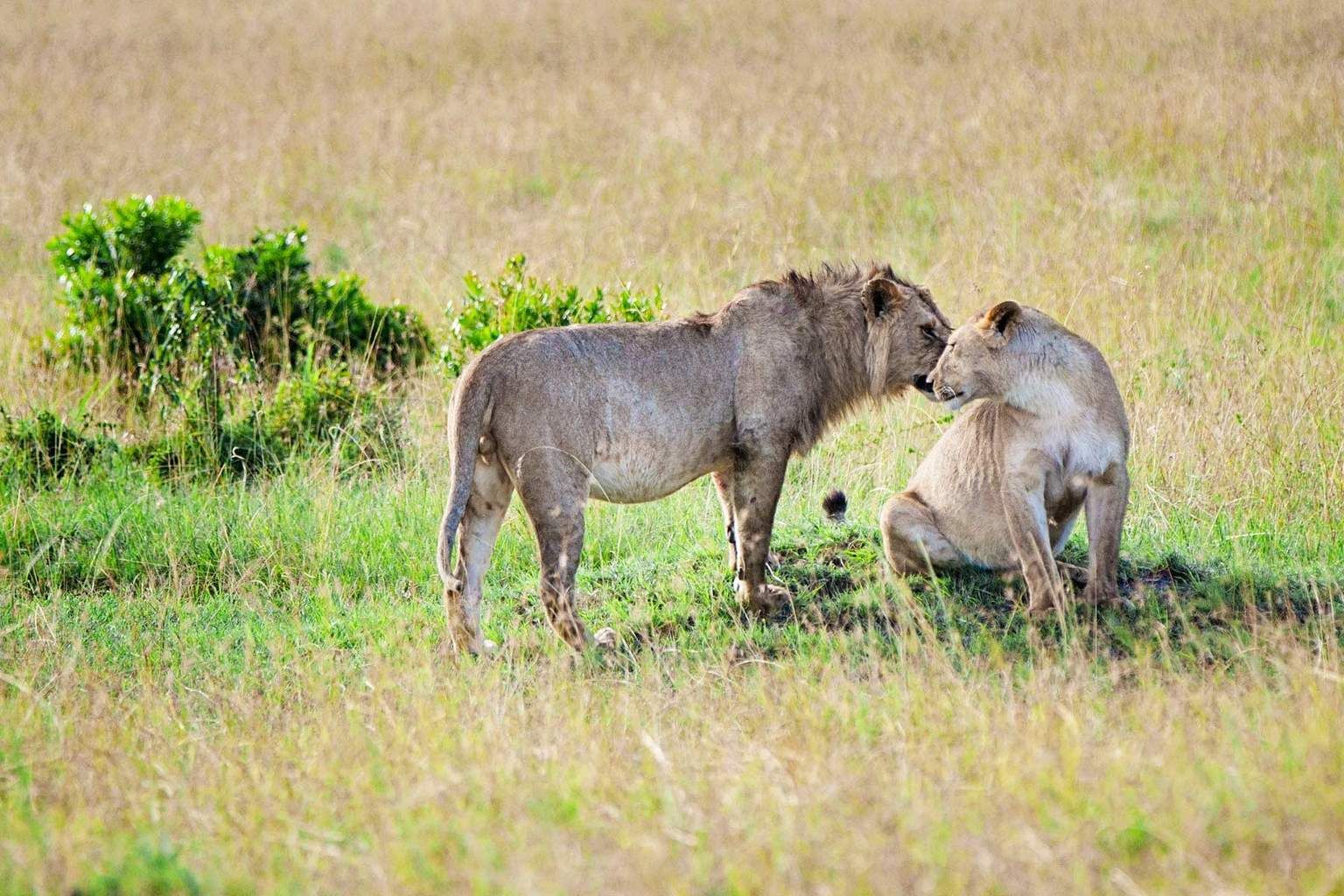 Mon Safari Privé Echappée Magique au Kenya 4* pas cher photo 3