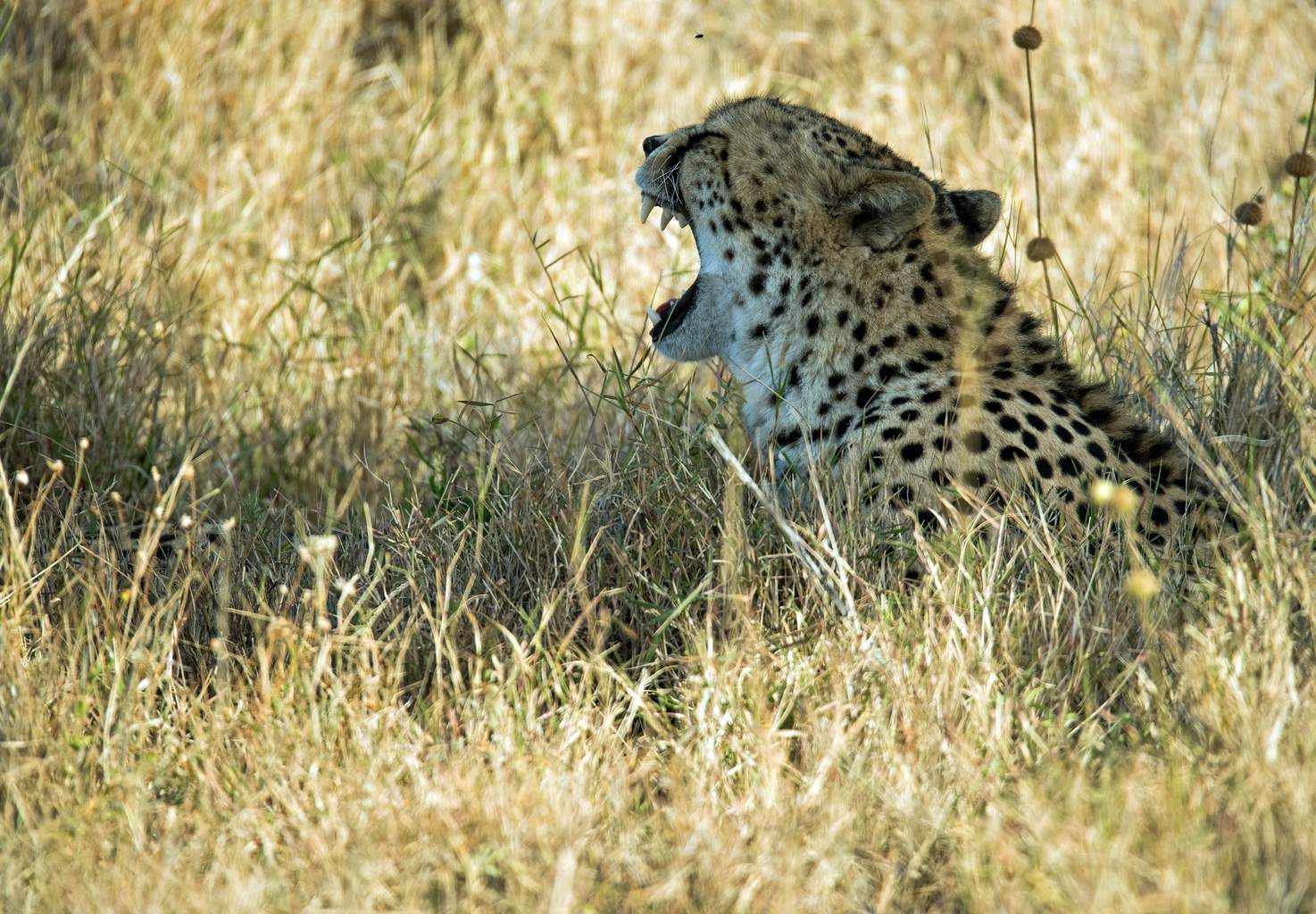 Mon Safari Privé Echappée Magique au Kenya 4* pas cher photo 5