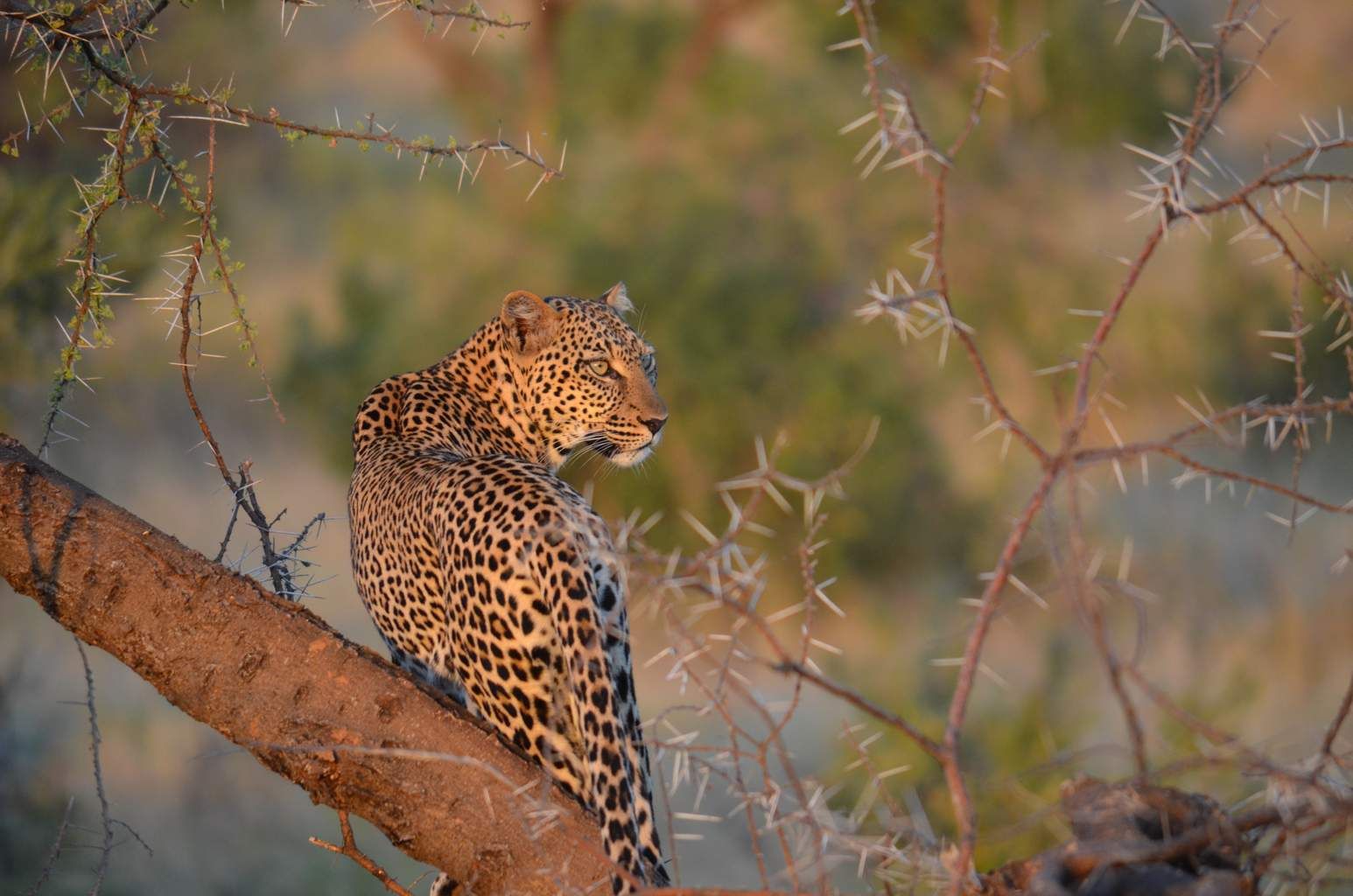 Mon Safari Privé Echappée Magique au Kenya 4* pas cher photo 8