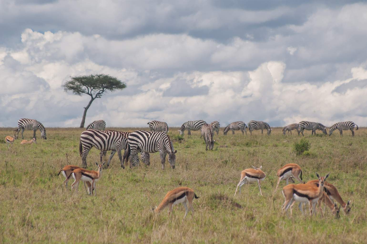 Mon Safari Privé Echappée Magique au Kenya 4* pas cher photo 9