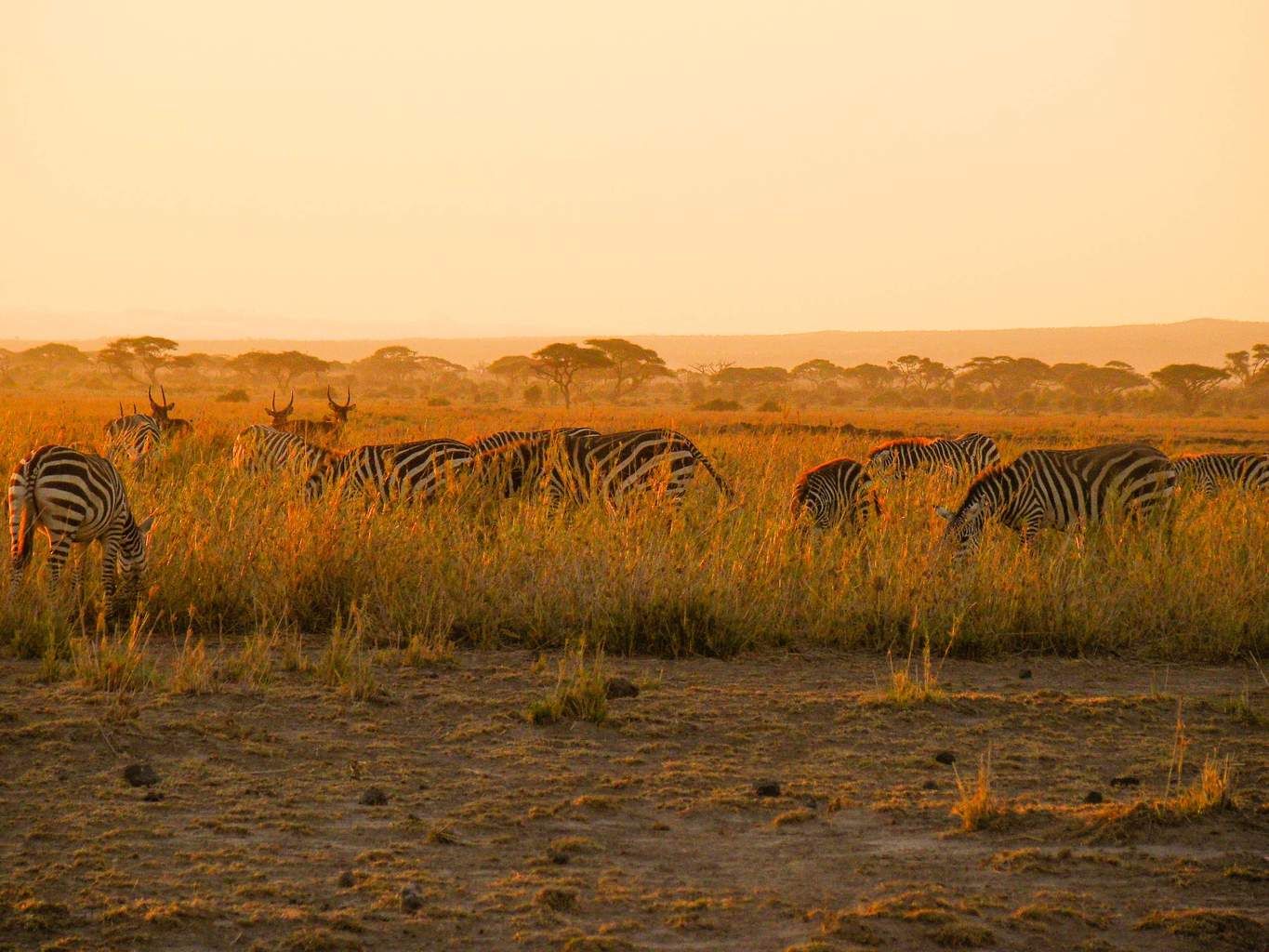 Mon Safari Privé Echappée Magique au Kenya 4* pas cher photo 10
