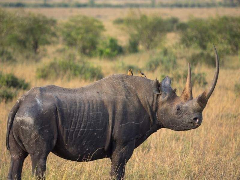 Mon Safari Privé Echappée Magique au Kenya 4* pas cher photo 14