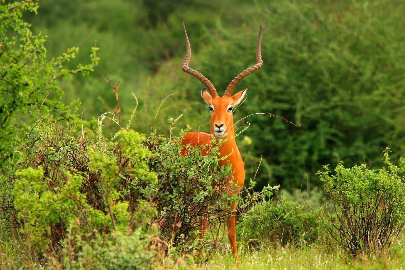 Mon Safari Joyaux du Kenya 4* pas cher photo 6
