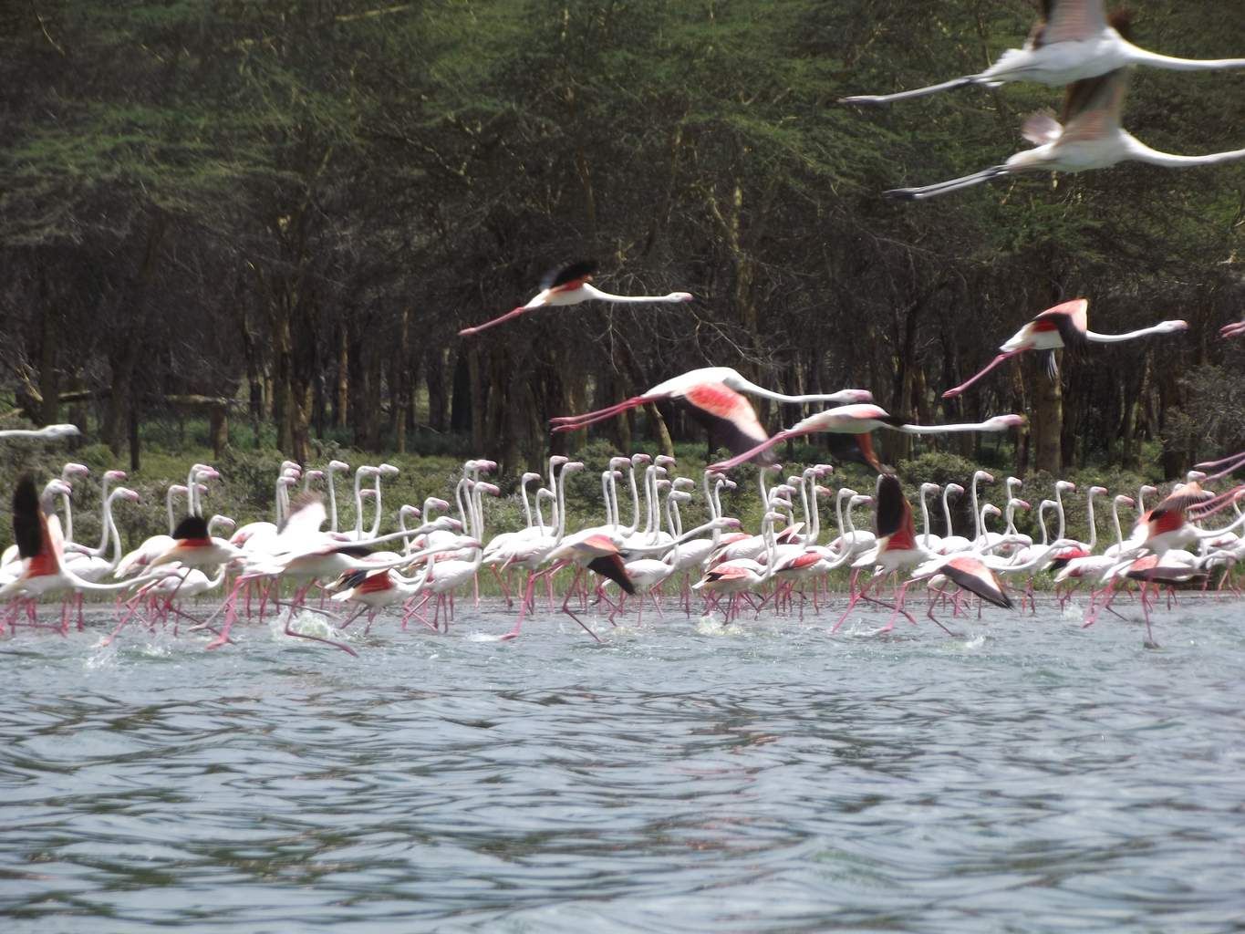 Mon Safari Joyaux du Kenya 4* pas cher photo 12