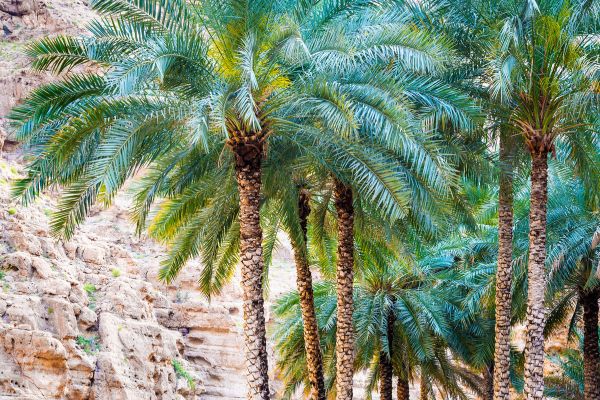 Circuit Parfums d'Oman en Privatif - Vols Flex pas cher photo 3