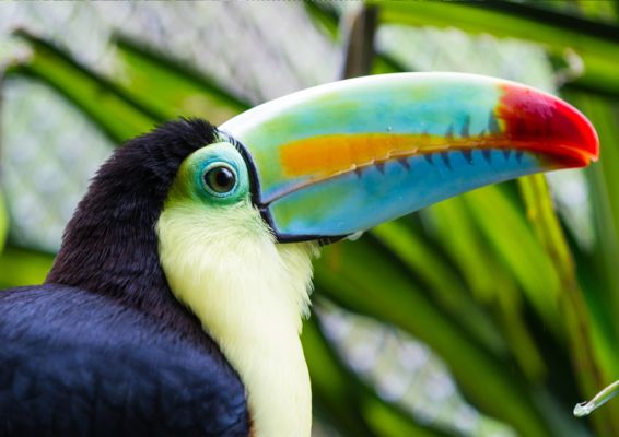 Circuit Costa Rica en Liberté : Au Paradis Sauvage 4* - Vols Flex pas cher photo 13