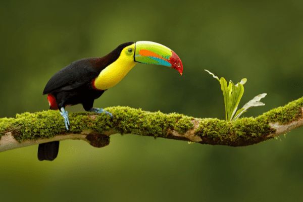 Autotour Evasion au Coeur des Terres Secrètes du Costa Rica - Vols Flex pas cher photo 5