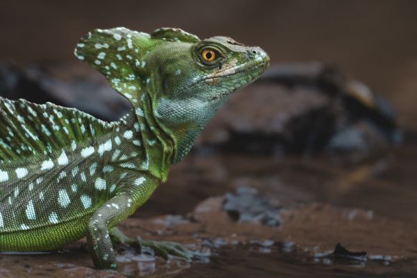 Autotour Evasion au Coeur des Terres Secrètes du Costa Rica - Vols Flex pas cher photo 10