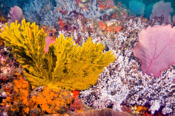 Circuit Odyssée Panaméenne : de Panama City à l'archipel de Bocas del Toro pas cher photo 38