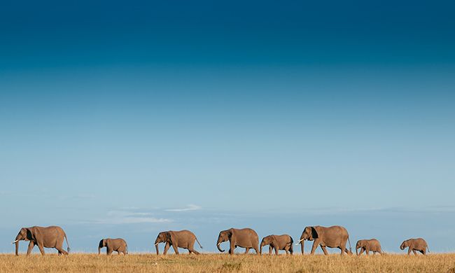 Autotour Du Cap Aux Parcs d'Afrique du Sud et Chutes Victoria 3* pas cher photo 11
