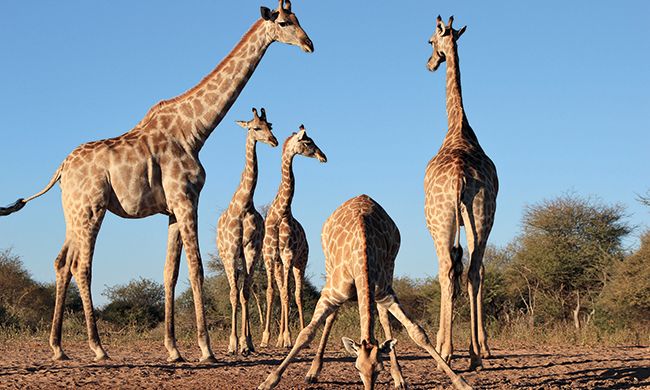 Autotour Du Cap Aux Parcs d'Afrique du Sud et Chutes Victoria 3* pas cher photo 13