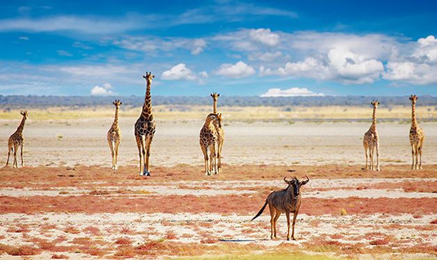 Circuit Pays Himba, Dunes et Réserves de Namibie pas cher photo 9