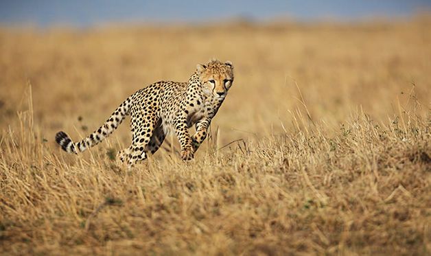 Circuit L'Afrique Grandeur Nature 3* pas cher photo 2