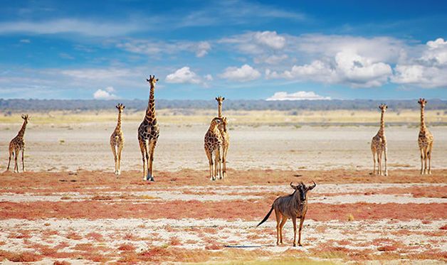 Circuit L'Afrique Grandeur Nature 3* pas cher photo 4