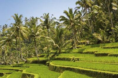Combiné Ubud et Plage 4* pas cher photo 12
